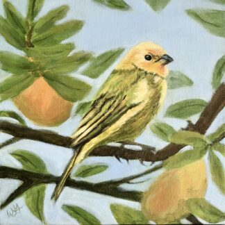 Saffron Finch in Mango Tree, 10in x 10in, Original!